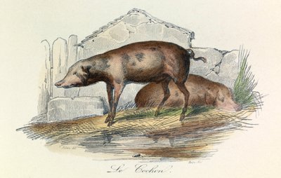 Illustration tirée du livre "Les Œuvres complètes de Buffon" : Les animaux : Le pichon (gravure) - Unknown artist