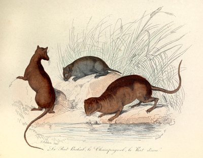 Illustration from the book "Complete Works of Buffon": Les animaux: Le rat perchat, le vole et le rat d