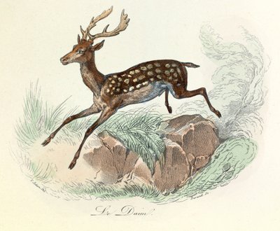 Illustration tirée du livre "Les Œuvres complètes de Buffon" : Les animaux : Le daim (gravure) - Unknown artist