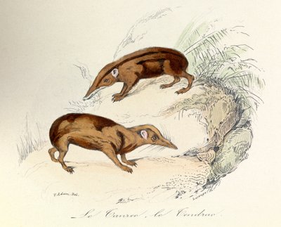 Illustration tirée du livre "Les Œuvres complètes de Buffon" : Les animaux : Le tanrec et le tendrac (gravure) - Unknown artist