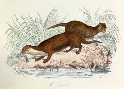 Illustration tirée du livre "Les Œuvres complètes de Buffon" : Les animaux : Les ottres (gravure) - Unknown artist