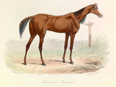 Illustration tirée du livre "Les Œuvres complètes de Buffon" : Les animaux : Mare Anglaise (gravure) - Unknown artist