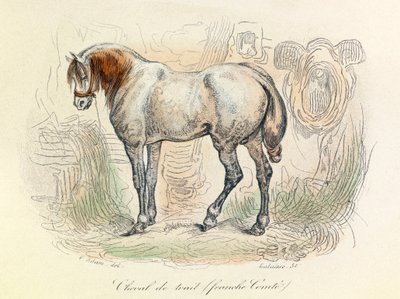 Illustration du cheval franc-comtois, classé par Linné et Cuvier (gravure) - Unknown artist