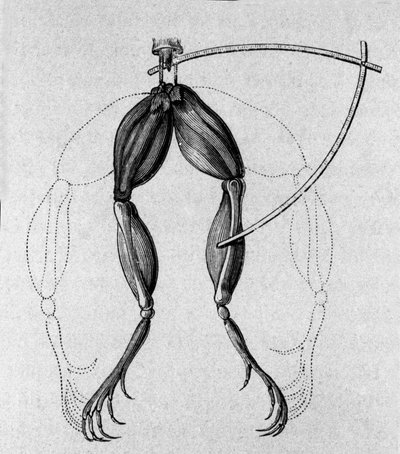 Illustration des expériences de Luigi Galvani, physicien et médecin italien (1737 - 1798) expliquant le passage du courant électrique faisant bouger les pattes d