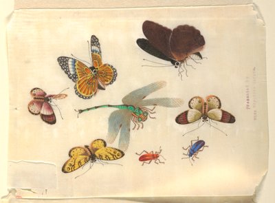 Insectes - Unknown artist
