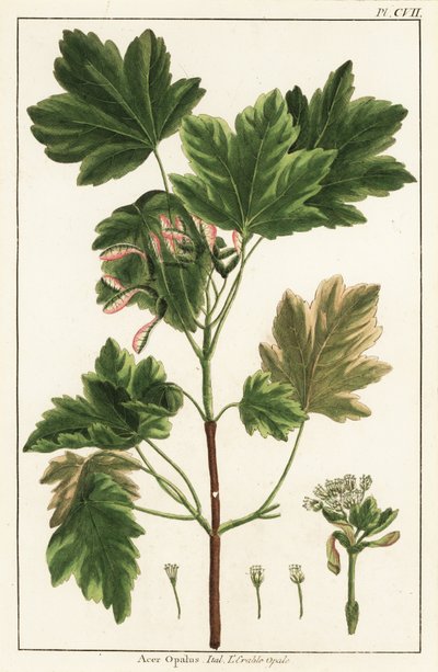 Érable italien, Acer opalus, italien - Unknown artist