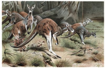Kangourou - gravure de « La Vie des Animaux » d
