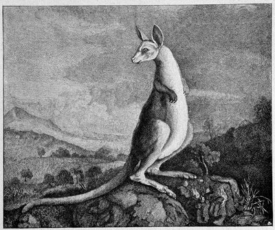 Kangourou d