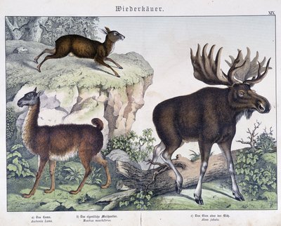 Lama, élan (orignal) - dans « Histoires naturelles des mammifères », éd. Schreiber - Unknown artist