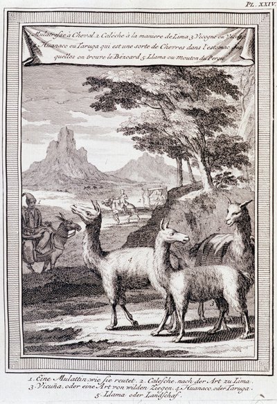 Lamas du Pérou - dans « Voyage historique de l