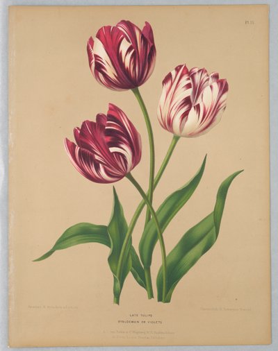 Tulipes tardives / Bybloemen ou Violettes - Unknown artist