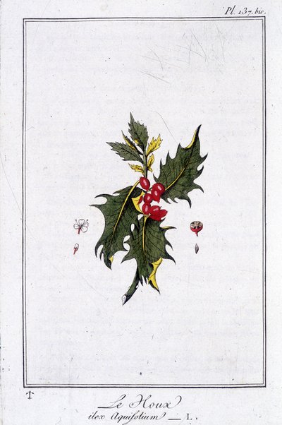 Le houx (Ilex Aquifolium) - dans "Exercices de botanique à l