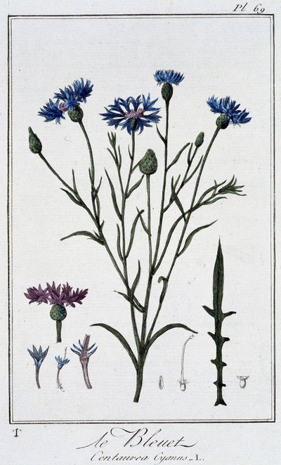 Le bleuet (Centaurea Cyanus) - dans "Exercices de botanique à l