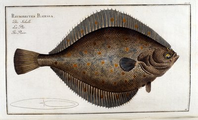 Le turbot ou Pleuronectes Platessa d