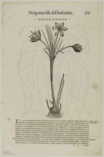 Feuille de Discorsi par Petrus Andreas Matthiolus, planche 99 de Gravures sur bois des livres du XVIe siècle - Unknown artist