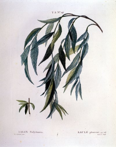 Feuille de saule pleureur (Salix babylonica) - Unknown artist