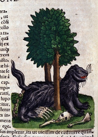 Lion. dans Historia Animalium par Conrad Gesner (1516 - 1565), Tiguri - Unknown artist