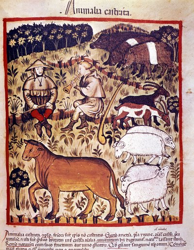 Élevage, moutons, chèvres et cochons. Enluminure du « Tacuinum sanitatis » - Unknown artist