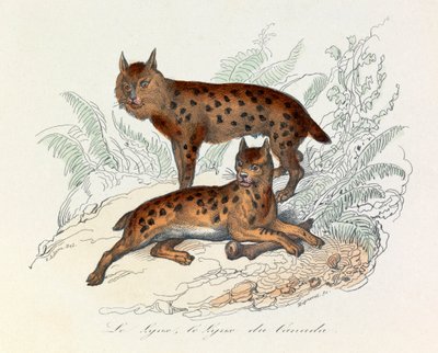 Lynx et lynx du Canada, deux mammifères quadrupèdes, classés par Linneene et Cuvier (gravure) - Unknown artist