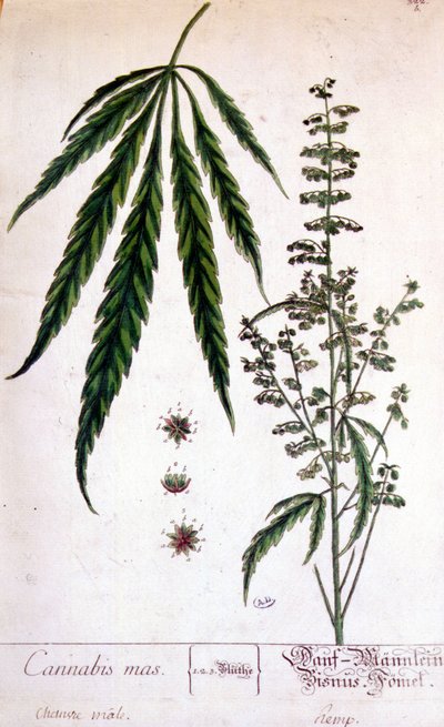 Pied mâle de cannabis. Gravure du XIXe siècle. - Unknown artist