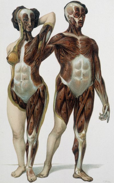 Homme et femme écorchés : muscles - livre de médecine, fin XIXe siècle - Unknown artist