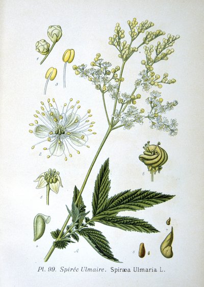 Reine-des-prés - Unknown artist