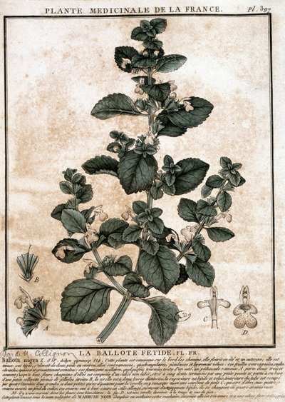 Plante médicinale de France : la belotte fétide - Unknown artist