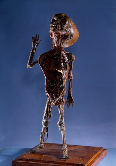 Médecine : figurine en pelure. 18ème siècle. Collection privée - Unknown artist