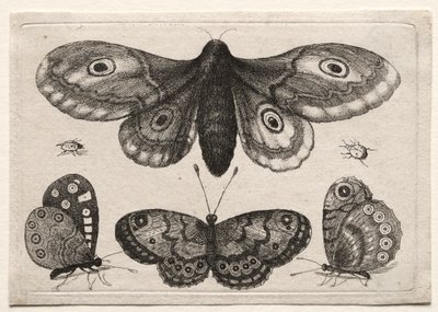 Muscarum Scarabeorum, vermiumque Variae Figure & Formae : Un Papillon de Nuit, Trois Papillons et Deux Scarabées - Unknown artist