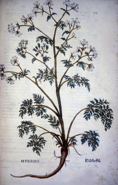 Myrrhis Odorata Fuchs : cerfeuil musqué - Dans "Histoire Naturelle du Cacao et du Sucre" - Unknown artist