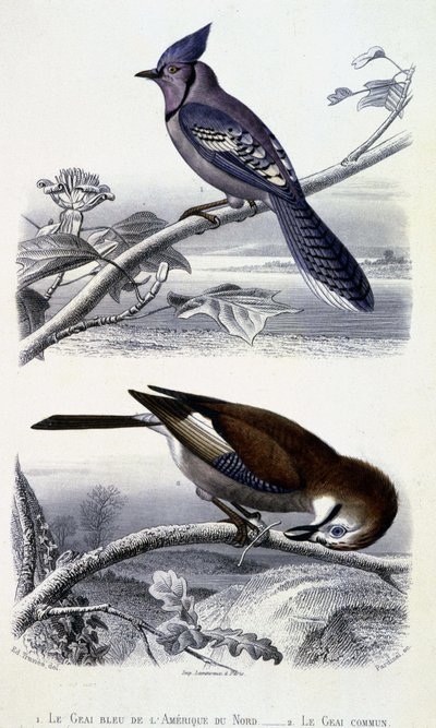 Histoire naturelle : Oiseaux : Le Geai bleu d