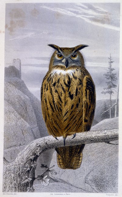 Histoire naturelle : Hibou : Le Grand Duc - dans « Œuvres de Buffon », T.5, éd. Fume Jouvet & Cie - Unknown artist