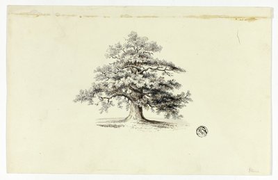 Chêne - Unknown artist