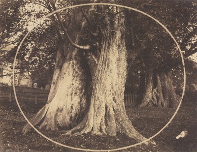 Chênes dans un cimetière - Unknown artist