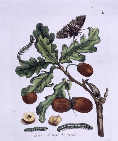 Fruit du chêne : glands, papillons et chenilles - Unknown artist