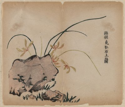 Orchidée sur des rochers - Unknown artist