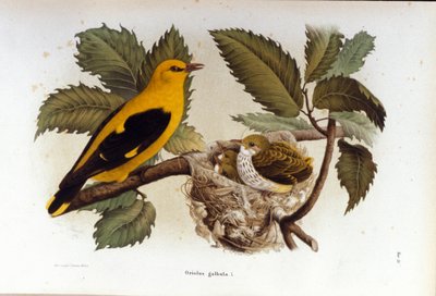 Ornithologie : un loriot près du nid de ses petits - Unknown artist