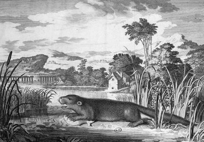 Loutre - gravure - Unknown artist
