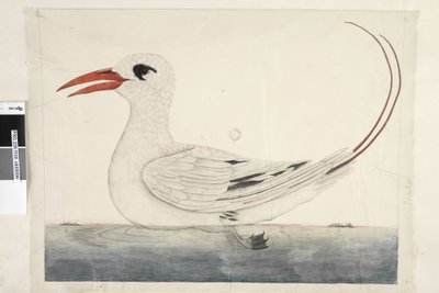 Phaeton Red, Tailed Tropicbird Phaethon rubricauda, 1791-92 - Unknown artist