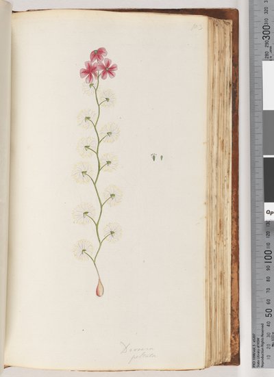 Page 103. Drosera peltata - Unknown artist