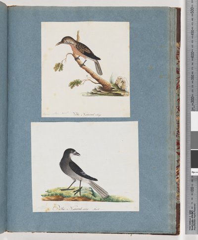 Page 103. Oiseau non identifié. Méliphage. 104. Oiseau non identifié - Unknown artist