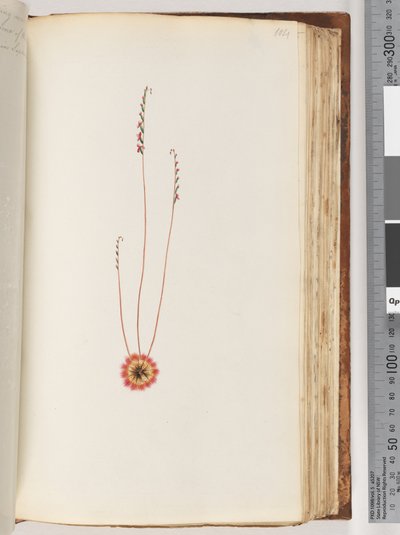 Page 104. Plante non identifiée - Unknown artist