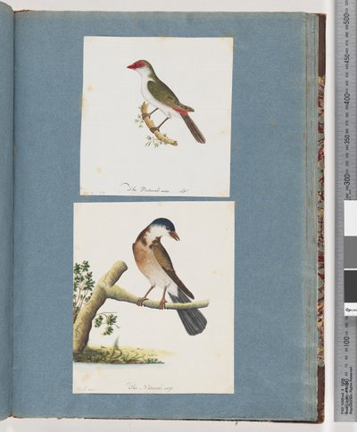 Page 105. Diamant à sourcils rouges. 106. Oiseau non identifié - Unknown artist