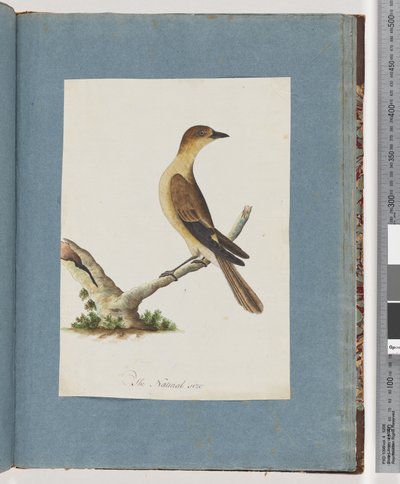Page 109. Oiseau non identifié - Unknown artist