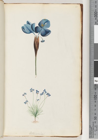 Page 10. Pattersonia - Unknown artist