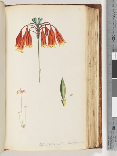 Page 111. Blandfordia nobilis Exot. Bot. t. 4. Cloche de Noël - Unknown artist
