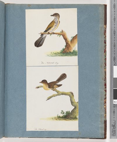 Page 111. Oiseau non identifié. 112. Oiseau non identifié. - Unknown artist