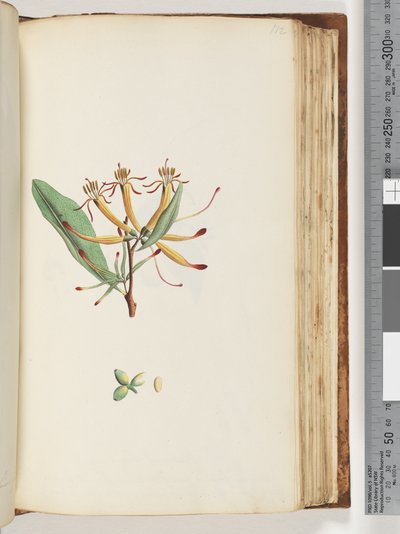 Page 112. Plante non identifiée - Unknown artist