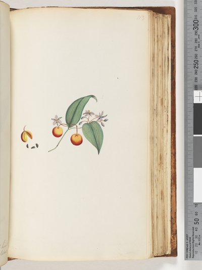 Page 113. Une liane ou chèvrefeuille qui s