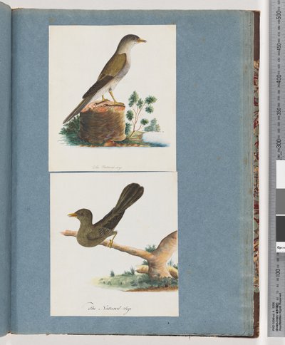 Page 115. Oiseau non identifié. 116. Bell, miner - Unknown artist